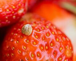 Macro photo of little snail on top of red appetizing strawberry