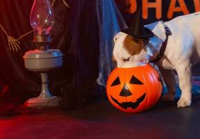 Halloween celebration concept. Funny dog eating from halloween pumpkin photo