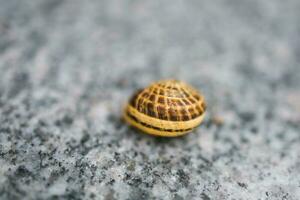 Snail isolated on gray background. Snail in a shell close-up photo