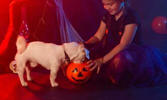 Halloween and celebration concept. Child girl in witch costume with Halloween pumpkin playing with dog jack russell terrier photo