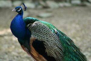 hermosa pavo real a un pájaro santuario en Florida foto