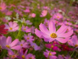 cosmos flor con borroso antecedentes. floreciente rosado flor. foto