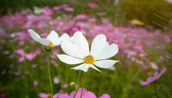 cosmos flor con borroso antecedentes. floreciente blanco flor. foto