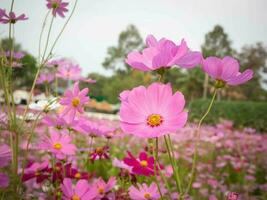 cosmos flor con borroso antecedentes. floreciente rosado flor. foto