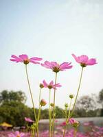 cosmos flor con borroso antecedentes. floreciente rosado flor. foto