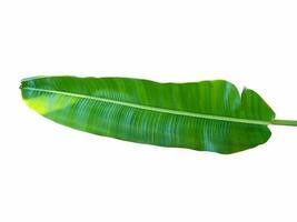 Green banana leaves of exotic palm tree in sunshine on white background. Tropical plant foliage with visible texture. Pollution free symbol. Close up, copy space. photo