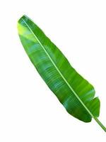 Green banana leaves of exotic palm tree in sunshine on white background. Tropical plant foliage with visible texture. Pollution free symbol. Close up, copy space. photo