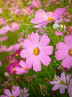 Cosmos flower with blurred background. blooming pink flower. photo
