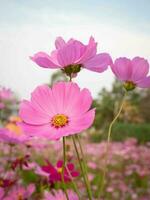 cosmos flor con borroso antecedentes. floreciente rosado flor. foto
