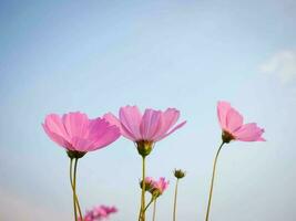 cosmos flor con borroso antecedentes. floreciente rosado flor. foto