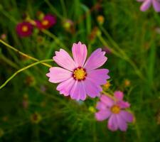 cosmos flor con borroso antecedentes. floreciente rosado flor. foto