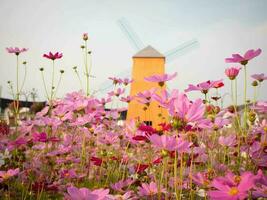 Cosmos flower with blurred background. blooming pink flower. photo