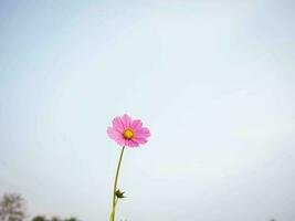 cosmos flor con borroso antecedentes. floreciente rosado flor. foto