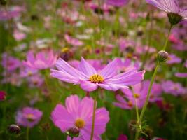 Cosmos flower with blurred background. blooming pink flower. photo