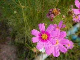 cosmos flor con borroso antecedentes. floreciente rosado flor. foto