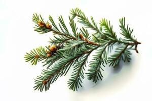 Spruce branch isolated on white background. Green fir. Realistic Christmas tree llustration for Xmas cards, New year party posters. Generative ai photo
