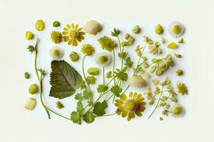 wildflowers medicinal herbs leaves. collection garden and wild forest herb, flower branches. illustration isolated on white background. Generative ai photo