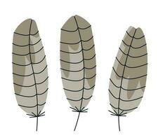 Set of buzzard feathers in doodle style. vector