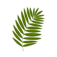 Palm leaf vector illustration. Flat palm tree leaf isolated