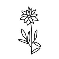 Vector summer flower illustration. Cute daisy flower sketch