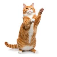 Funny dancing cat on white background. The cat stands on its hind legs in full height, as if dancing or drunk. Generative AI photo