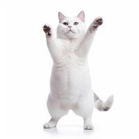 Funny dancing cat on white background. The cat stands on its hind legs in full height, as if dancing or drunk. photo
