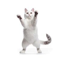Funny dancing cat on white background. The cat stands on its hind legs in full height, as if dancing or drunk. photo