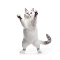 Funny dancing cat on white background. The cat stands on its hind legs in full height, as if dancing or drunk. Generative AI photo