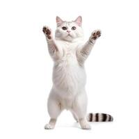 Funny dancing cat on white background. The cat stands on its hind legs in full height, as if dancing or drunk. Generative AI photo