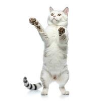 Funny dancing cat on white background. The cat stands on its hind legs in full height, as if dancing or drunk. Generative AI photo