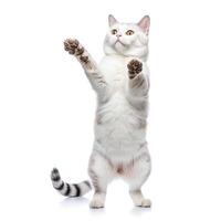 Funny dancing cat on white background. The cat stands on its hind legs in full height, as if dancing or drunk. photo