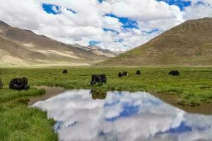 Black yaks in the lake in the mountains photo