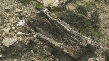 Petrified forest in which tree trunks have fossilized video