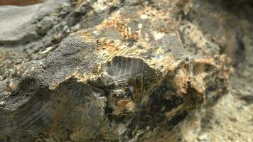 Petrified forest in which tree trunks have fossilized video