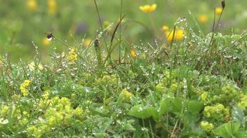 water druppels Aan de planten in mist video