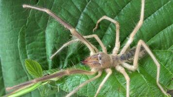 A Live Solifugae in its Real Natural Environment video