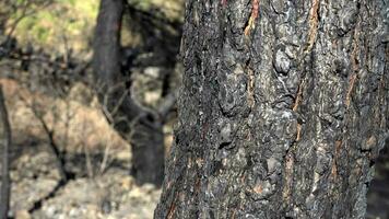 negro árbol maletero y rama con ceniza después un bosque fuego video