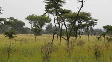 Afrikaanse kiekendief-havik zittend Aan de boom aan het kijken in de omgeving van in Afrika video