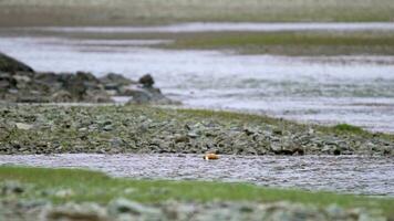 single wild bergeend zwemmen in rivier- video