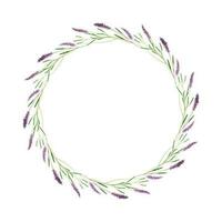 Wreath round of lavender flowers, hand-drawn in watercolor, lavender sprigs, isolated, white background. vector