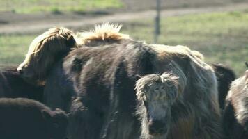 Crowded Yak Herd Walking in Dust video