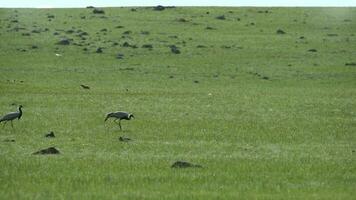 vero selvaggio gru uccelli a piedi nel naturale prato habitat video