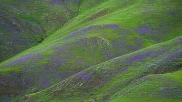 prado cubierto con púrpura flores en sin árboles colinas video