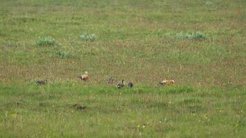salvaje rubicundo Shelduck pájaro familia con padres y joven cachorros en natural prado video