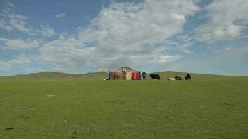 ein Familie baut ein ger Zelt im das Wiese von Mongolei video