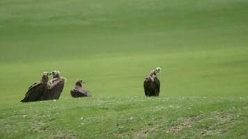 gratuito selvaggio avvoltoio nel naturale ambiente habitat video