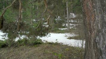 Pine tree trunk in snowy forest video