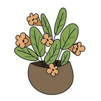 Indoor flowers in a pot on a white background. vector