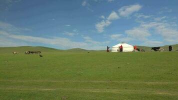 un' famiglia costruisce un' ger tenda nel il prato di Mongolia video