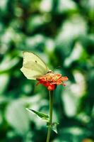 Butterflies and moths gracefully pollinate flowers photo